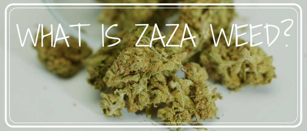 What Is Zaza Weed Strain?