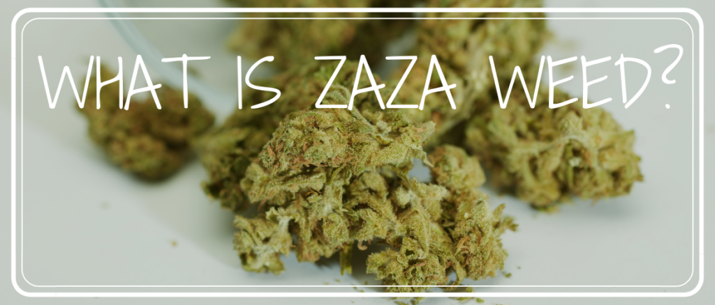 What Is Zaza Weed Strain April 2023