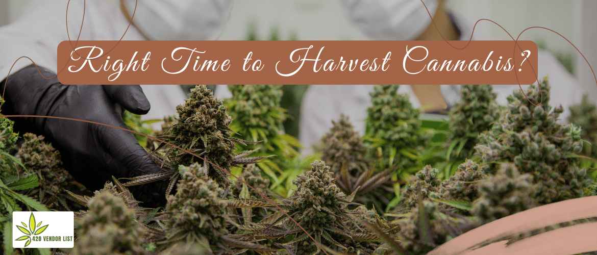 Right Time to Harvest Cannabis