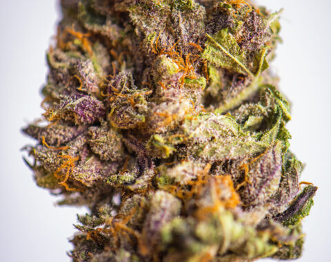 Detail of dried cannabis flower (grandaddy purple strain) isolat