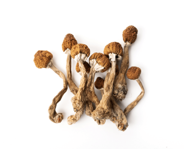 Grow Psychedelic Mushrooms