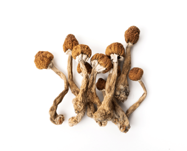 Step By Step Guide: How To Grow Psychedelic Mushrooms At Home - 420