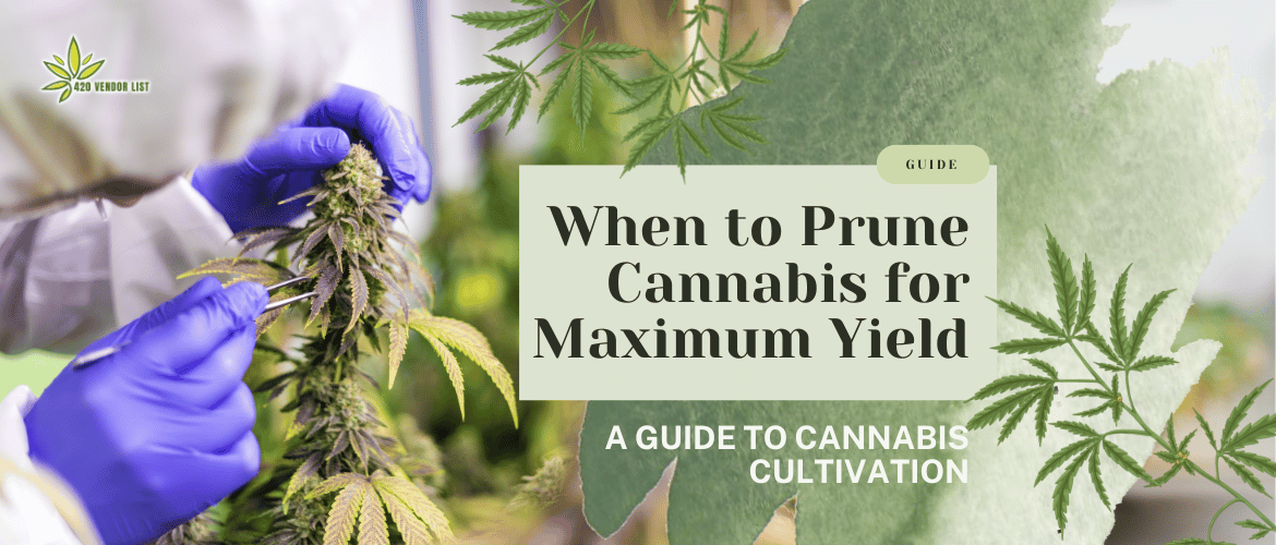 When to Prune Cannabis for Maximum Yield – A Guide to Cannabis Cultivation