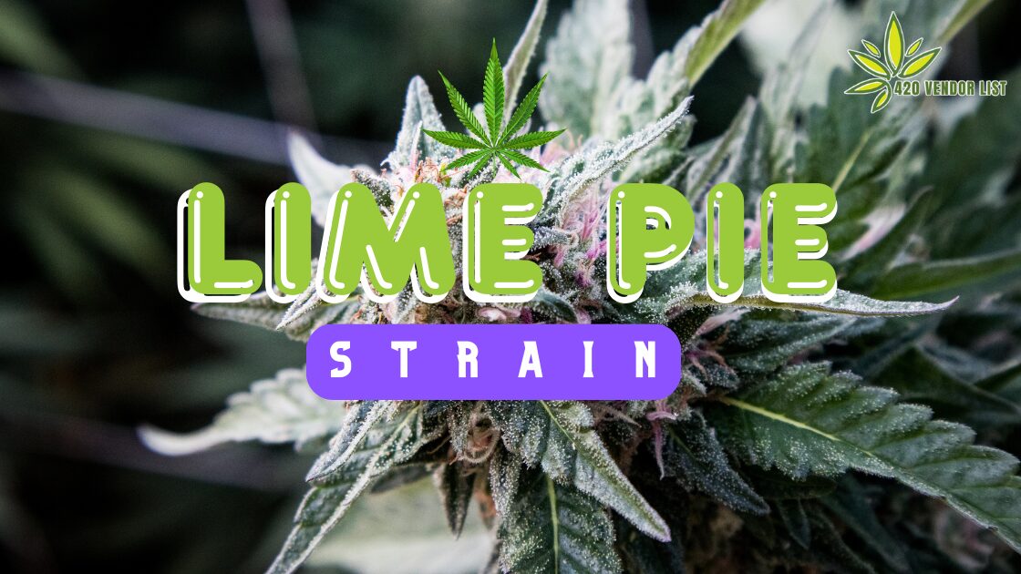 Lime Pie Strain