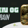 alien-og-strain-review-a-stoney-review-you-dont-want-to-miss