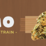 gmo-cookies-strain-review-a-potent-and-flavorful-hybrid-cannabis-experience