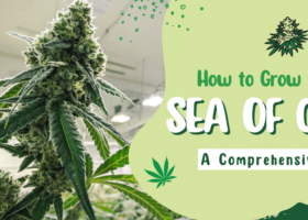 Grow Cannabis with the Sea of Green Method