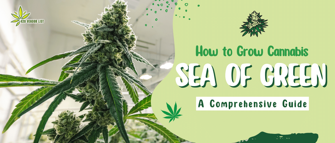How to Grow Cannabis with the Sea of Green Method: A Comprehensive Guide