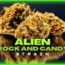 alien-rock-candy-strain-an-potent-indica-hit