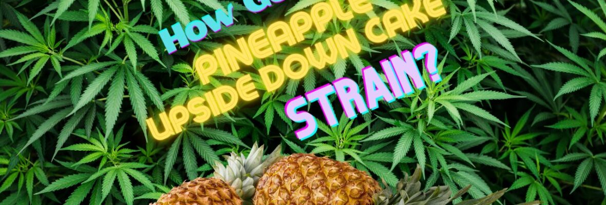 Pineapple Upside Down Cake Strain
