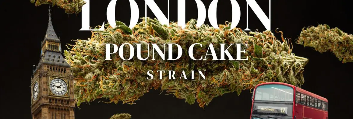 London Pound Cake Strain