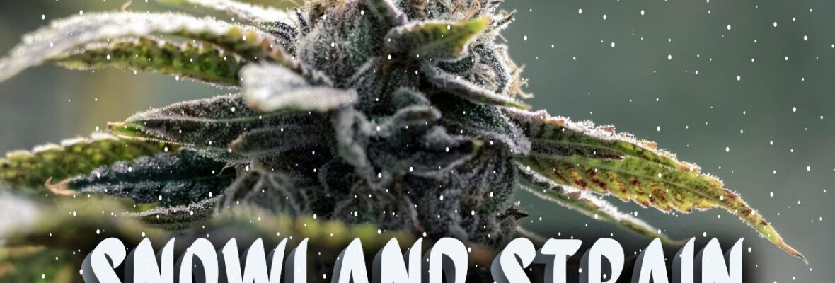 Snowland Strain