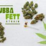 what-is-the-bubba-fett-strain-in-depth-review-and-information