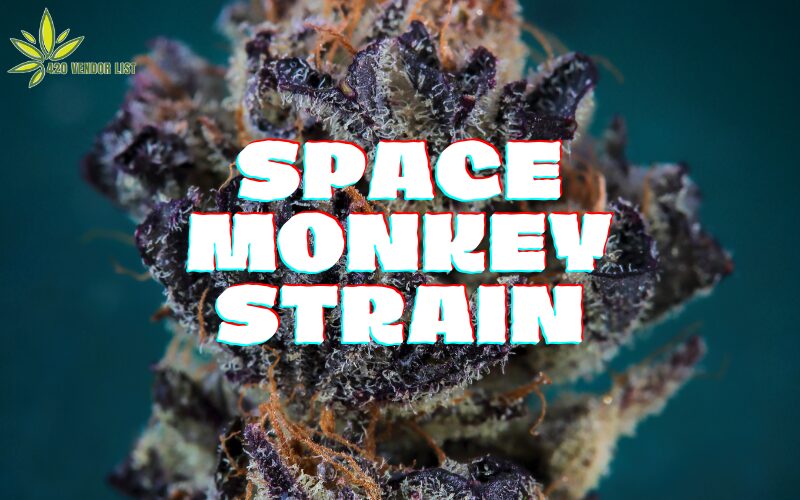 Space Monkey Strain