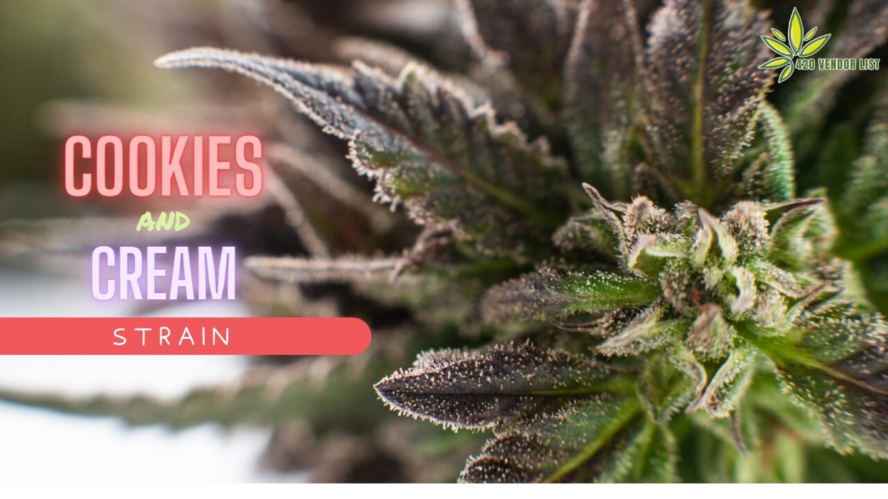 Cookies And Cream Strain Where Taste And Euphoria Converge