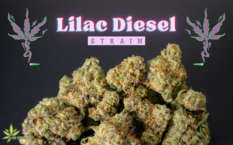 Lilac Diesel Strain