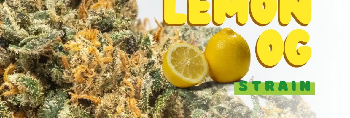 Lemon OG Strain