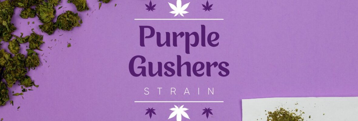 Purple Gushers Weed Strain