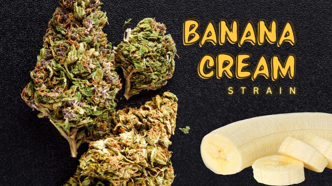Banana Cream Strain: A Slice of Dessert