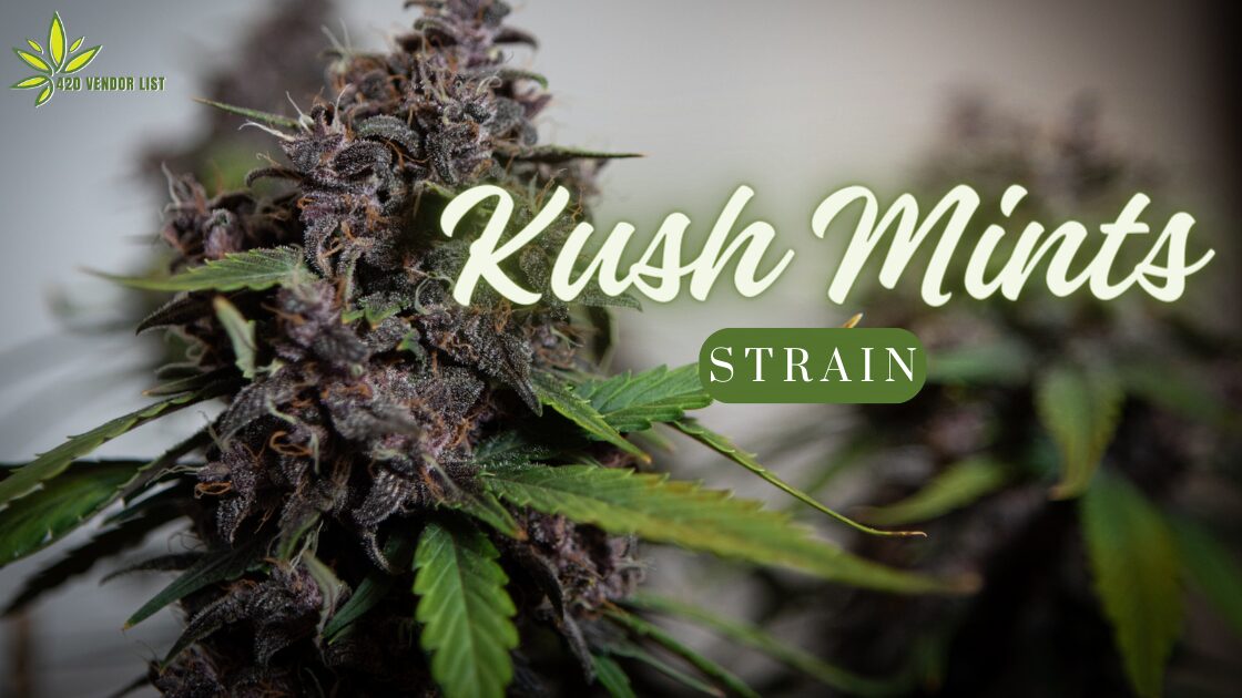 Kush Mints Strain: Discover the Minty Fresh Twist on Cannabis Bliss