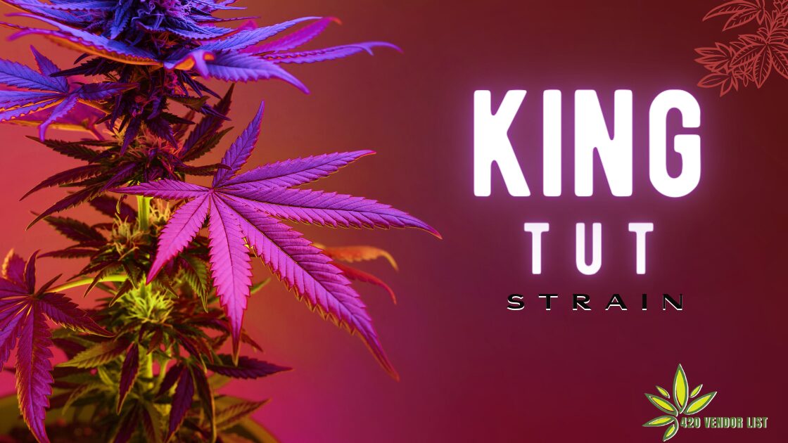 Become Highly Productive With King Tut Strain [Review]