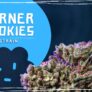 berner-cookies-strain-sweet-and-slow-creeping-high