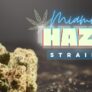 what-makes-the-miami-haze-strain-so-special