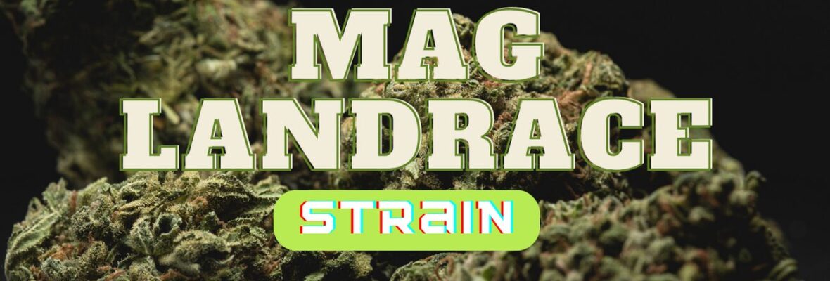 How Good is the Mag Landrace Strain