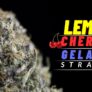 a-relaxing-night-with-the-lemon-cherry-gelato-strain