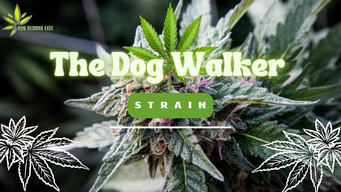 Everything You Need To Know About The Dog Walker Strain