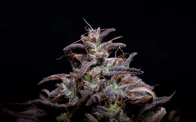  Black Runtz Strain