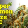 dive-into-the-super-lemon-haze-unraveling-the-magic-of-this-cannabis-sensation