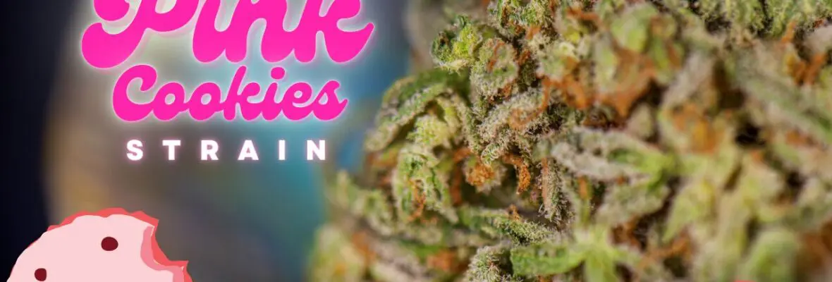 Pink Cookies Strain