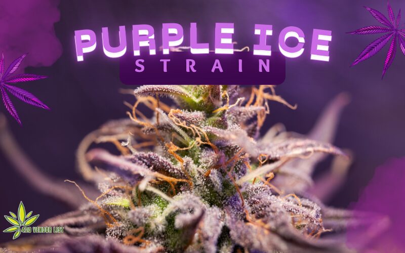 Purple Ice Strain
