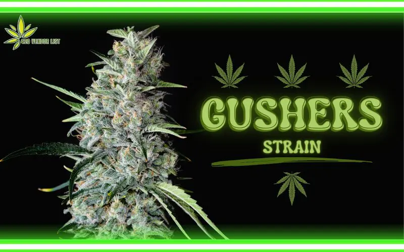 Gushers Strain