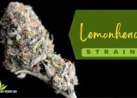 Lemonhead Strain