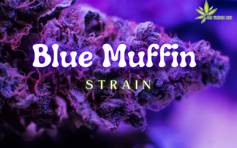 Blueberry Muffin Strain