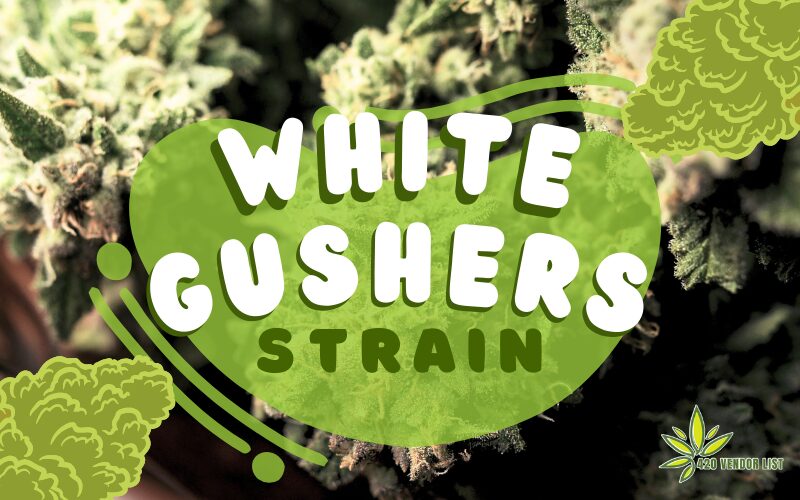 White Gushers Strain