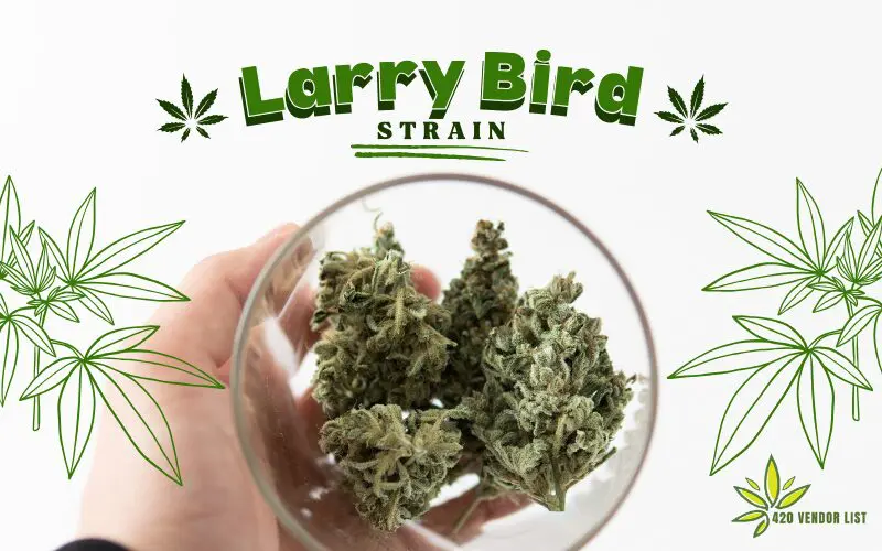 Larry Bird Strain