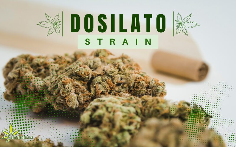 What Is the Dosilato Strain? [Weed Information And Review]