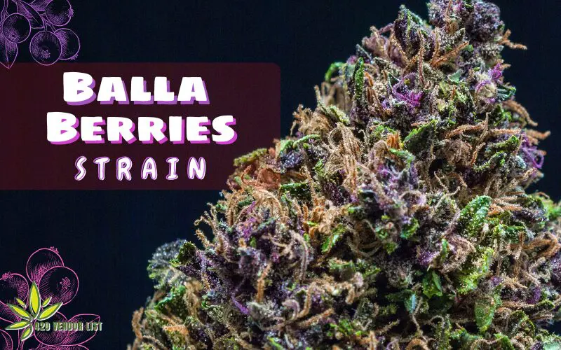 Balla Berries Strain