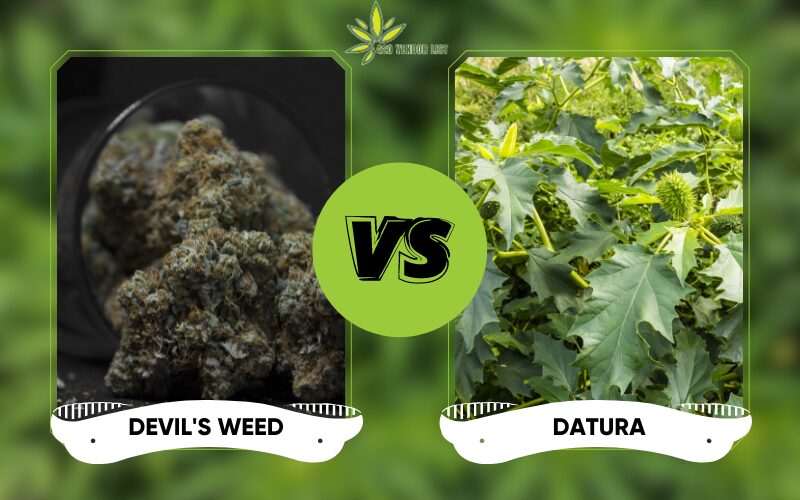 Devil’s Weed Vs. Datura: Choosing The Right Weed For You