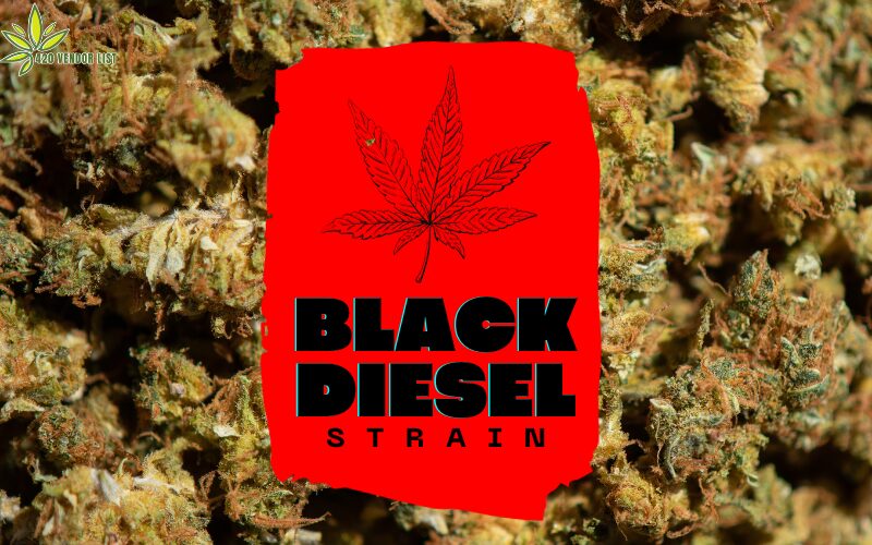 Black Diesel Strain