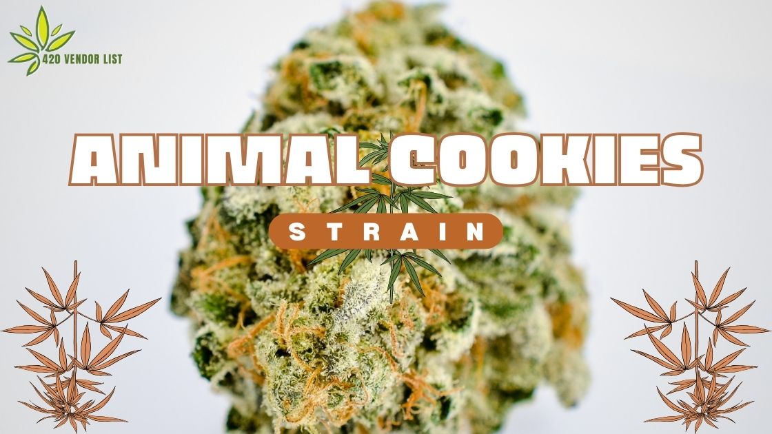 Animal Cookies Strain: The Plain (Mary) Jane [Is It Worth a Try?]