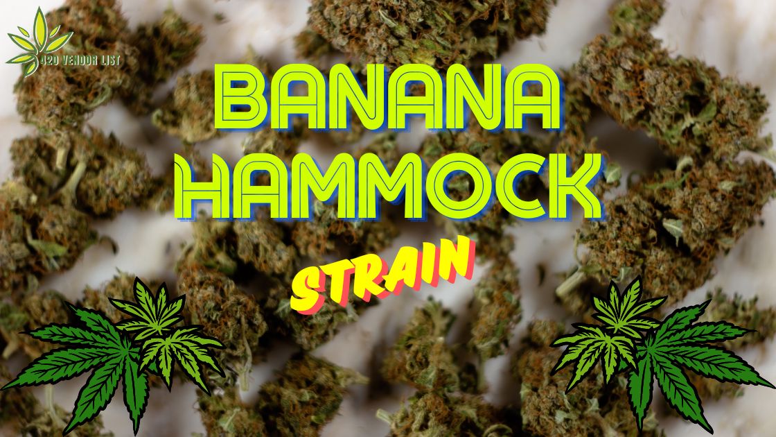Enjoy A Tropical Vacation With the Banana Hammock Strain