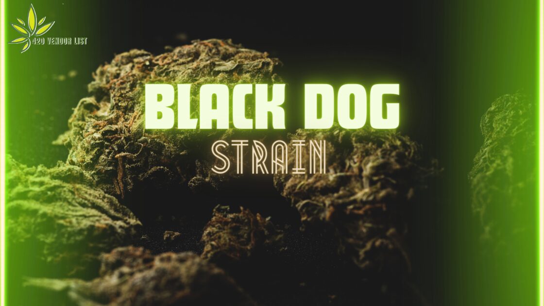 Black Dog Strain: A Hit Among Party Goers and Couch Users Alike