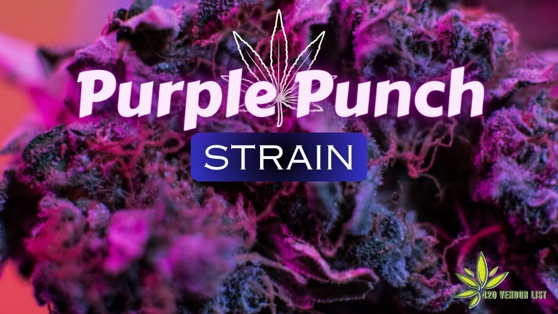 Purple Punch Strain – Focus High With Motivation [Strain Review]