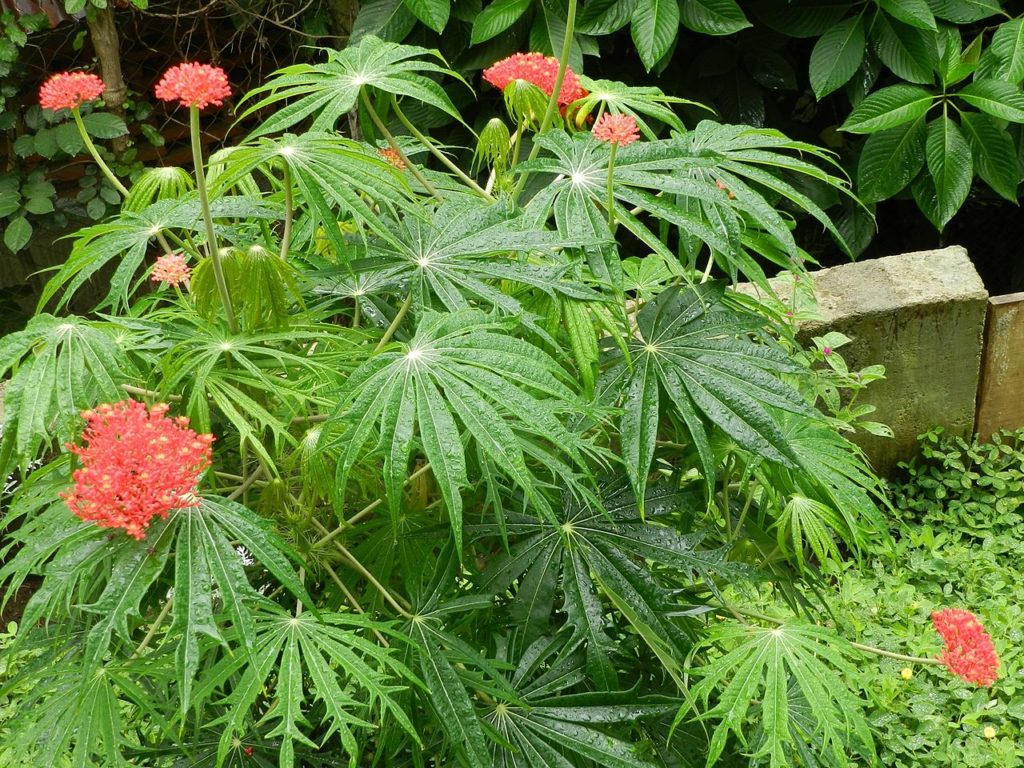 7 Types of Plants That Look Like Weed