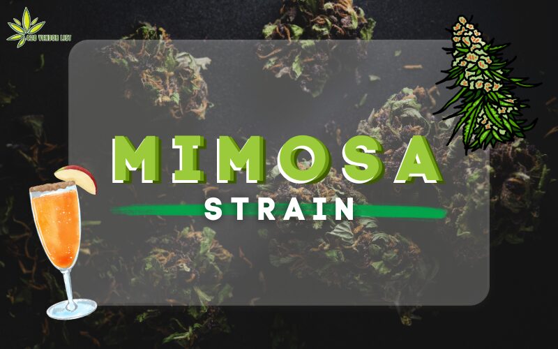 Mimosa Strain