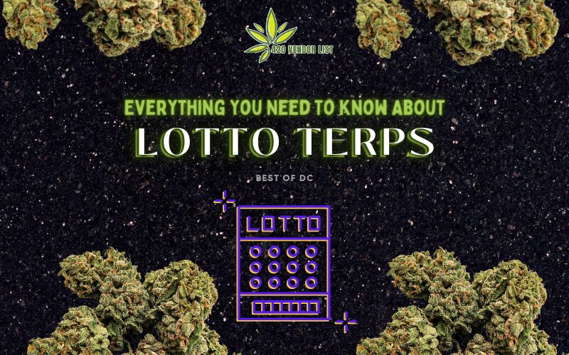 Everything You Need To Know About Lotto Terps
